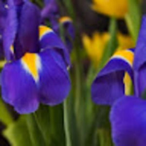 Meet your Posher, Iris